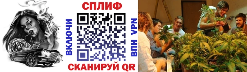 магазин  наркотиков  omg маркетплейс  Бошки марихуана THC 21%  Долгопрудный 